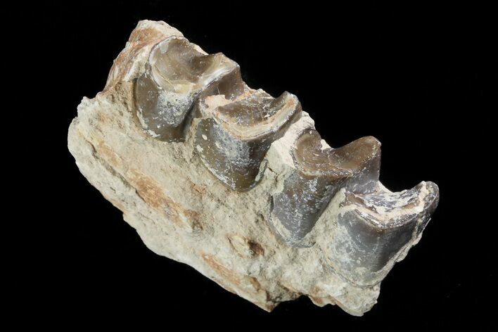 Hyracodon (Running Rhino) Jaw Section - South Dakota #80148